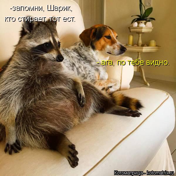 -запомни, Шарик, кто стирает, тот ест. - ага, по тебе видно.... Котоматрица: -запомни, Шарик, кто стирает, тот ест. - ага, по тебе видно.