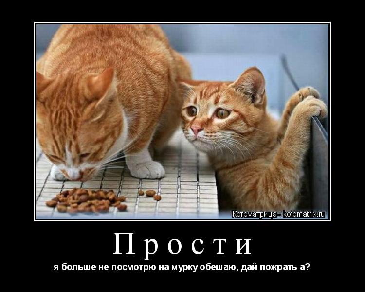 Прости я больше не посмотрю на мурку обешаю, дай пожрать а?... Котоматрица: Прости я больше не посмотрю на мурку обешаю, дай пожрать а?