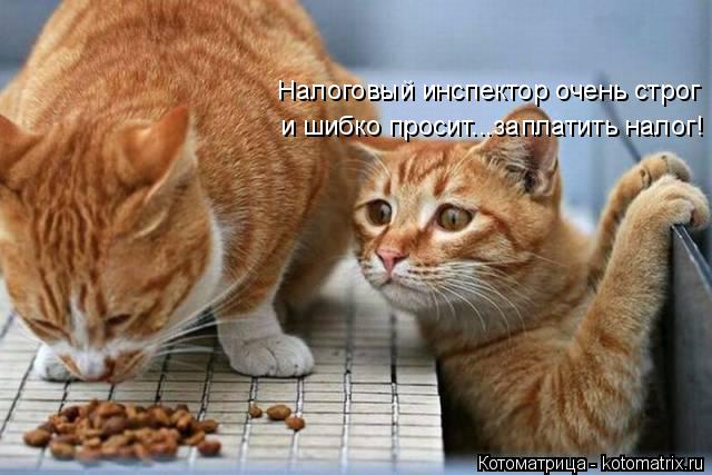 Налоговый инспектор очень строг и шибко просит...заплатить налог!... Котоматрица: Налоговый инспектор очень строг и шибко просит...заплатить налог!