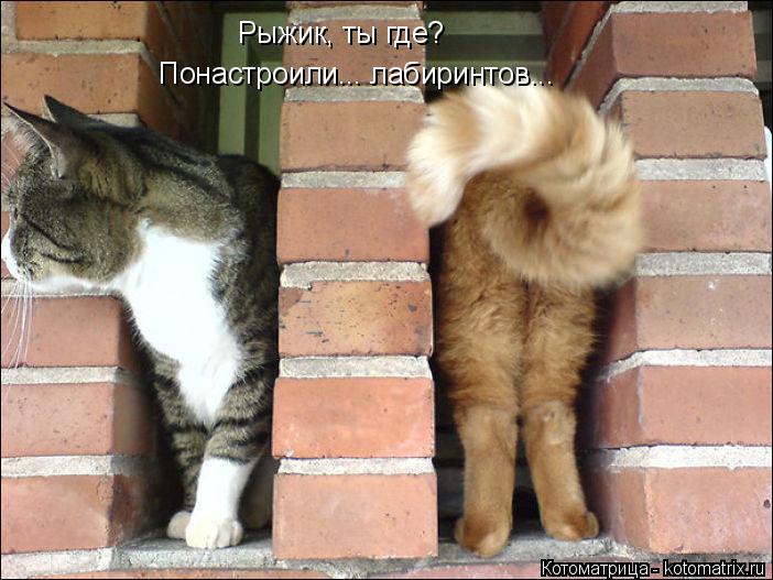 Рыжик, ты где? Понастроили... лабиринтов...... Котоматрица: Рыжик, ты где? Понастроили... лабиринтов...
