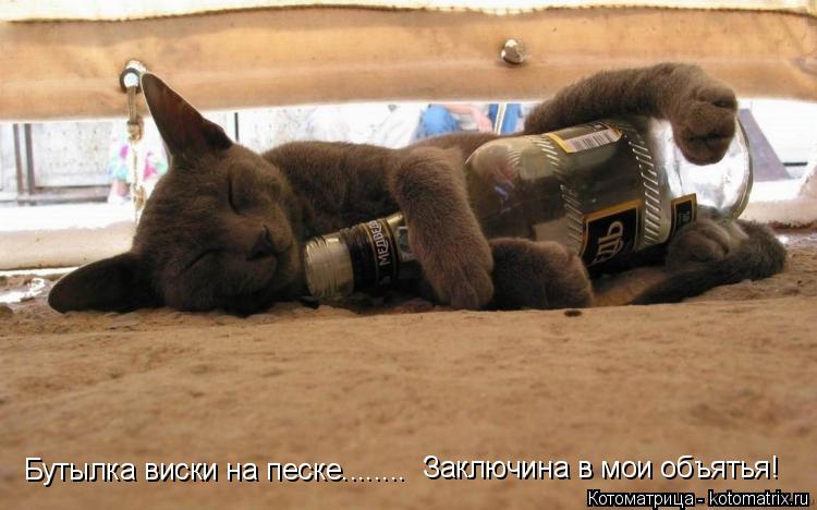 Бутылка виски на песке........ Заключина в мои объятья!... Котоматрица: Бутылка виски на песке........ Заключина в мои объятья!