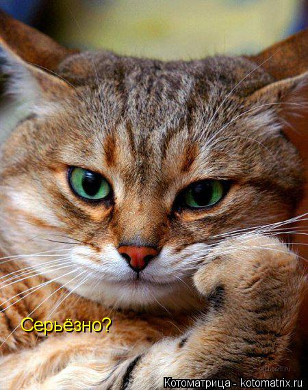 Серьёзно?... Котоматрица: Серьёзно?