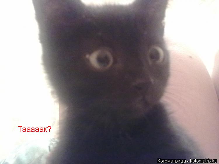Тааааак?... Котоматрица: Тааааак?
