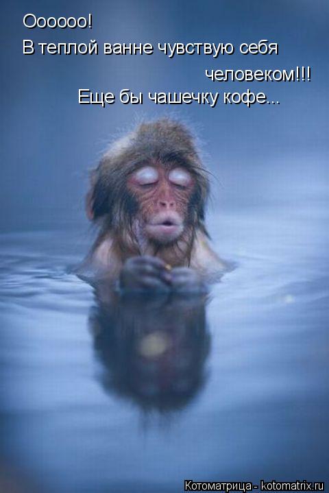 Оооооо! В теплой ванне чувствую себя человеком!!! Еще бы чашечку кофе...... Котоматрица: Оооооо! В теплой ванне чувствую себя человеком!!! Еще бы чашечку кофе...