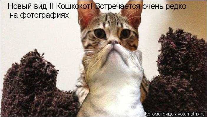 Новый вид!!! Кошкокот! Встречается очень редко на фотографиях... Котоматрица: Новый вид!!! Кошкокот! Встречается очень редко на фотографиях