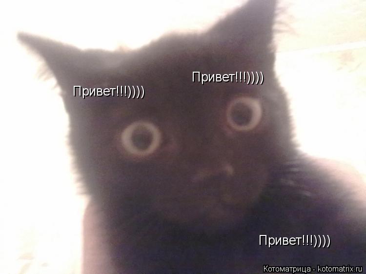 Привет!!!)))) Привет!!!)))) Привет!!!))))... Котоматрица: Привет!!!)))) Привет!!!)))) Привет!!!))))