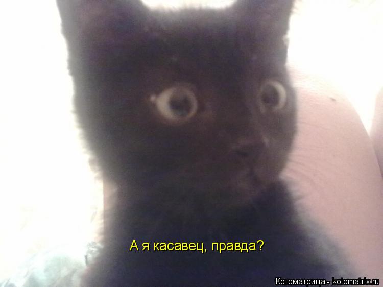 А я касавец, правда?... Котоматрица: А я касавец, правда?