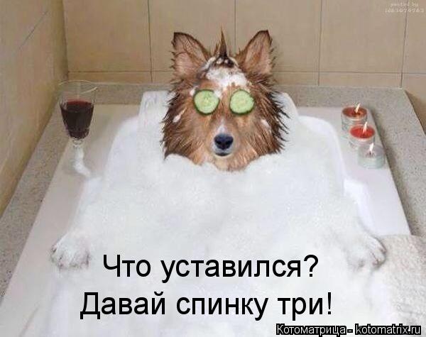 Что уставился? Давай спинку три!... Котоматрица: Что уставился? Давай спинку три!