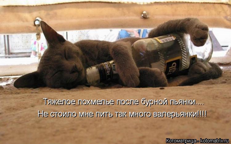 Тяжелое похмелье после бурной пьянки.... Не стоило мне пить так много валерьянки!!!!... Котоматрица: Тяжелое похмелье после бурной пьянки.... Не стоило мне пить так много валерьянки!!!!