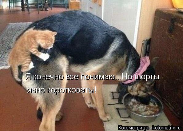 Я конечно все понимаю...Но шорты явно коротковаты!... Котоматрица: Я конечно все понимаю...Но шорты явно коротковаты!