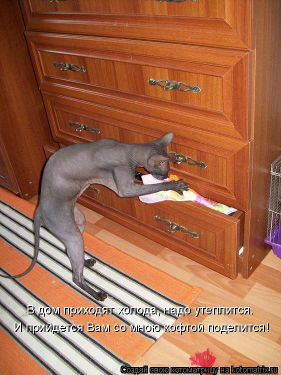 И прийдется Вам со мною кофтой поделится! В дом приходят холода, надо утеплится.... Котоматрица: И прийдется Вам со мною кофтой поделится! В дом приходят холода, надо утеплится.