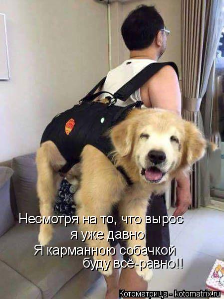 Несмотря на то, что вырос я уже давно Я карманною собачкой буду всё-равно!!... Котоматрица: Несмотря на то, что вырос я уже давно Я карманною собачкой буду всё-равно!!