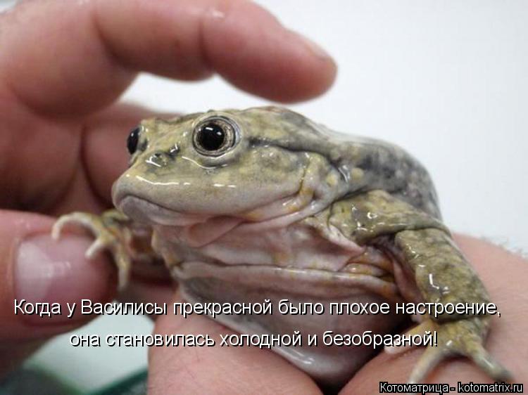 она становилась холодной и безобразной! Когда у Василисы прекрасной было плохое настроение,... Котоматрица: она становилась холодной и безобразной! Когда у Василисы прекрасной было плохое настроение,