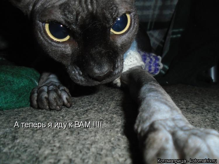 А теперь я иду к ВАМ !!!!... Котоматрица: А теперь я иду к ВАМ !!!!