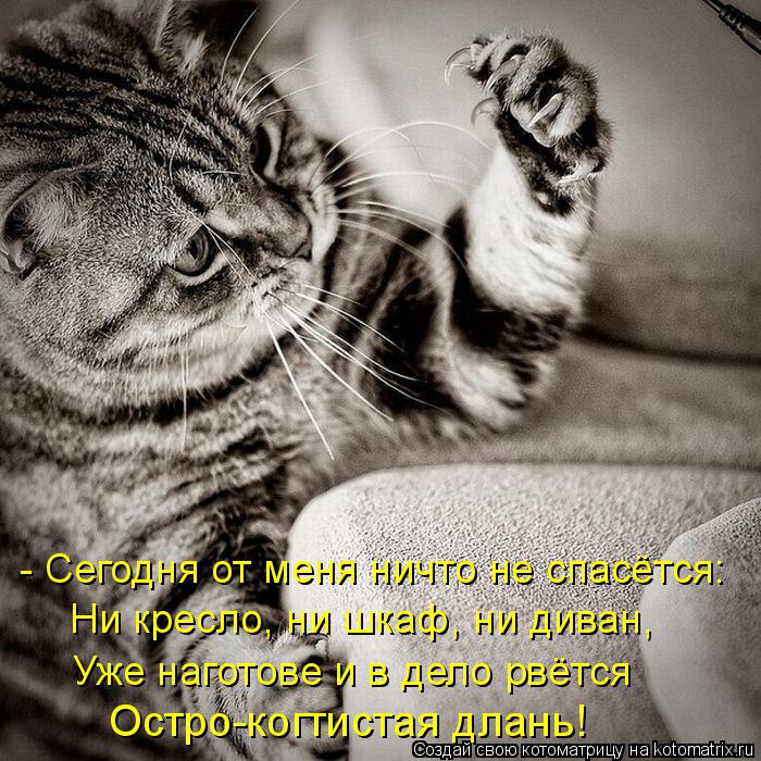 Ни кресло, ни шкаф, ни диван, - Сегодня от меня ничто не спасётся: Уже наготове и в дело рвётся Остро... Котоматрица: Ни кресло, ни шкаф, ни диван, - Сегодня от меня ничто не спасётся: Уже наготове и в дело рвётся Остро-когтистая длань!