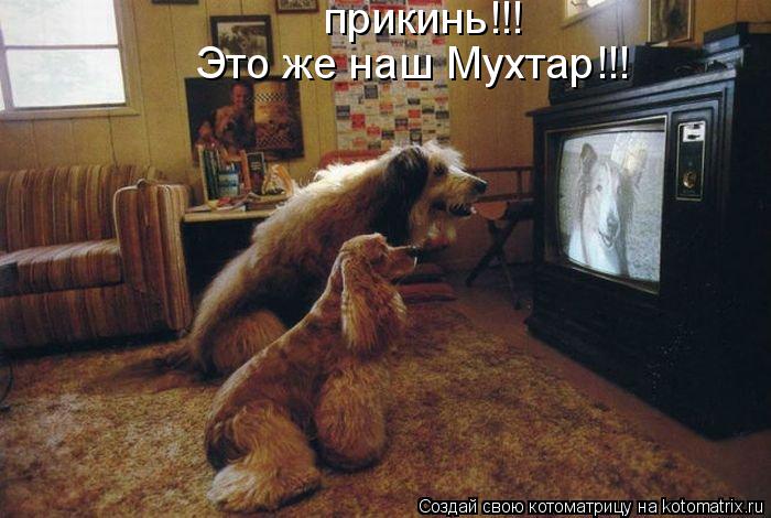 Котоматрица: прикинь!!! Это же наш Мухтар!!!
