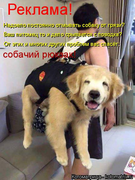 Реклама! Надоело постоянно отмывать собаку от грязи? Ваш питомец то и дело срывается с поводка? От эт... Котоматрица: Реклама! Надоело постоянно отмывать собаку от грязи? Ваш питомец то и дело срывается с поводка? От этих и многих других проблем вас спасёт: с