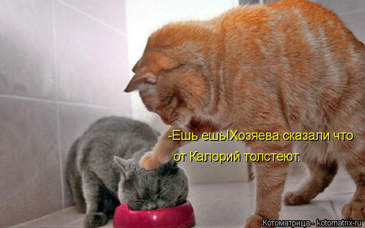 Котоматрица: -Ешь ешь!Хозяева сказали что от Калорий толстеют.