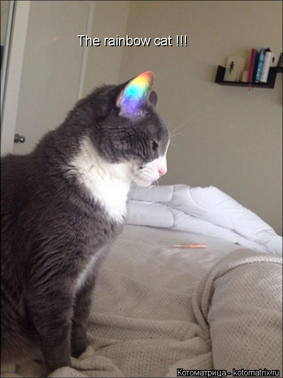 The rаinbow cat !!!... Котоматрица: The rаinbow cat !!!