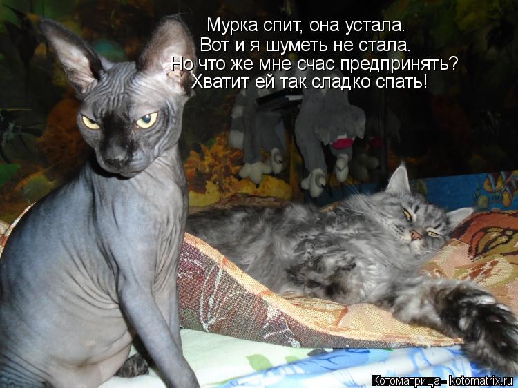 Мурка спит, она устала. Вот и я шуметь не стала. Но что же мне счас предпринять? Хватит ей так сладко... Котоматрица: Мурка спит, она устала. Вот и я шуметь не стала. Но что же мне счас предпринять? Хватит ей так сладко спать!
