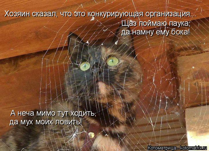 Котоматрица: Хозяин сказал, что это конкурирующая организация... Щаз поймаю паука,  да намну ему бока! А неча мимо тут ходить,  да мух моих ловить!