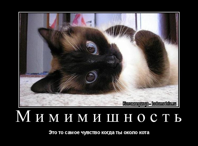 Мимимишность Это то самое чувство когда ты около кота... Котоматрица: Мимимишность Это то самое чувство когда ты около кота