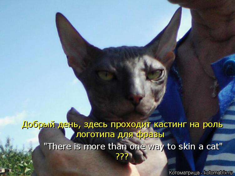 Котоматрица: Добрый день, здесь проходит кастинг на роль логотипа для фразы "There is more than one way to skin a cat" ???