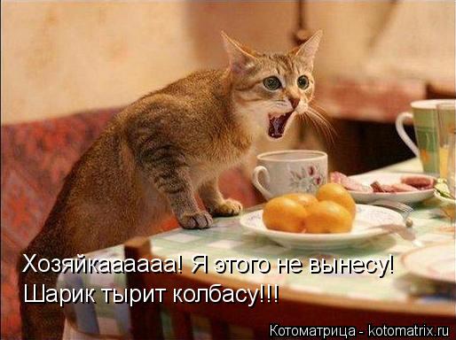 Шарик тырит колбасу!!! Хозяйкаааааа! Я этого не вынесу!... Котоматрица: Шарик тырит колбасу!!! Хозяйкаааааа! Я этого не вынесу!