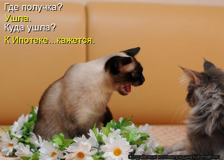 Где получка? Куда ушла? Ушла. К Ипотеке...кажется.... Котоматрица: Где получка? Куда ушла? Ушла. К Ипотеке...кажется.