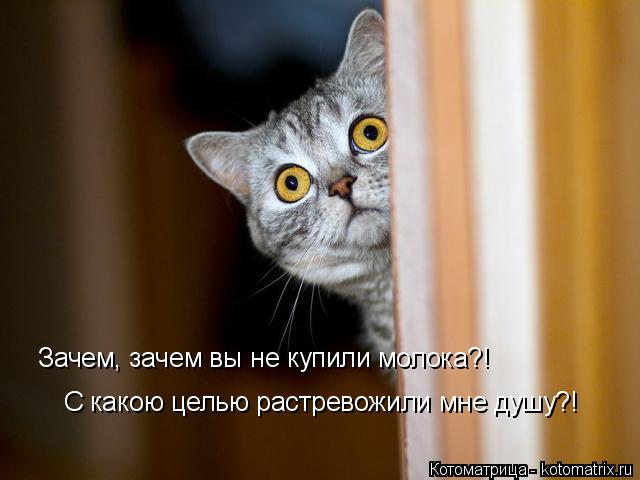 Зачем, зачем вы не купили молока?! С какою целью растревожили мне душу?!... Котоматрица: Зачем, зачем вы не купили молока?! С какою целью растревожили мне душу?!