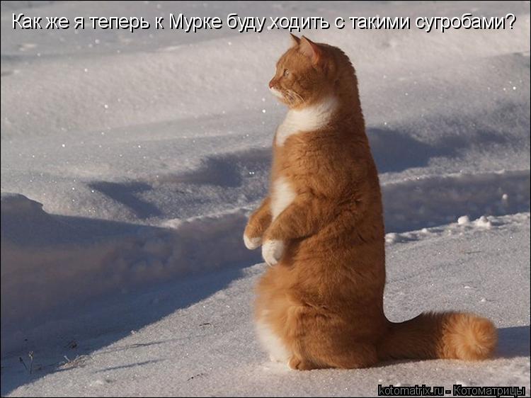 Как же я теперь к Мурке буду ходить с такими сугробами?... Котоматрица: Как же я теперь к Мурке буду ходить с такими сугробами?