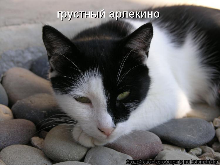 грустный арлекино... Котоматрица: грустный арлекино