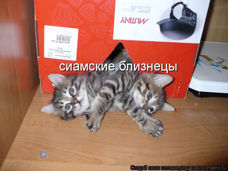 сиамские близнецы... Котоматрица: сиамские близнецы