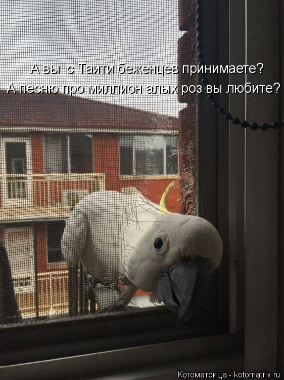 А вы с Таити беженцев принимаете? А песню про миллион алых роз вы любите?... Котоматрица: А вы с Таити беженцев принимаете? А песню про миллион алых роз вы любите?