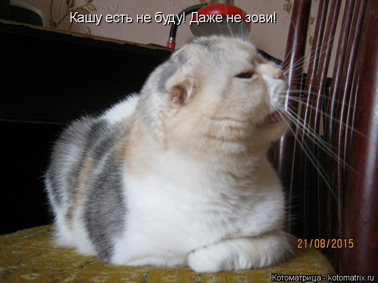 Кашу есть не буду! Даже не зови!... Котоматрица: Кашу есть не буду! Даже не зови!
