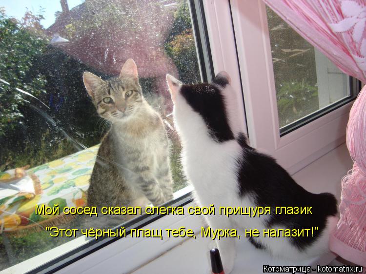 Мой сосед сказал слегка свой прищуря глазик "Этот чёрный плащ тебе, Мурка, не налазит!"... Котоматрица: Мой сосед сказал слегка свой прищуря глазик "Этот чёрный плащ тебе, Мурка, не налазит!"