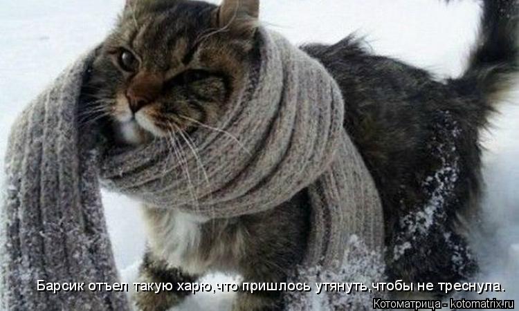 Барсик отъел такую харю,что пришлось утянуть,чтобы не треснула.... Котоматрица: Барсик отъел такую харю,что пришлось утянуть,чтобы не треснула.