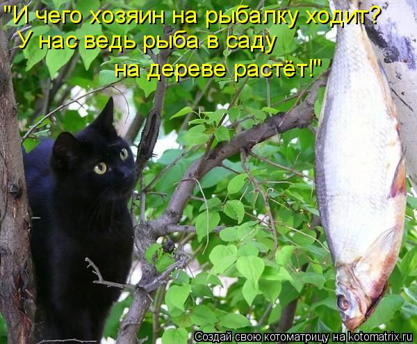 "И чего хозяин на рыбалку ходит? У нас ведь рыба в саду на дереве растёт!"... Котоматрица: "И чего хозяин на рыбалку ходит? У нас ведь рыба в саду на дереве растёт!"