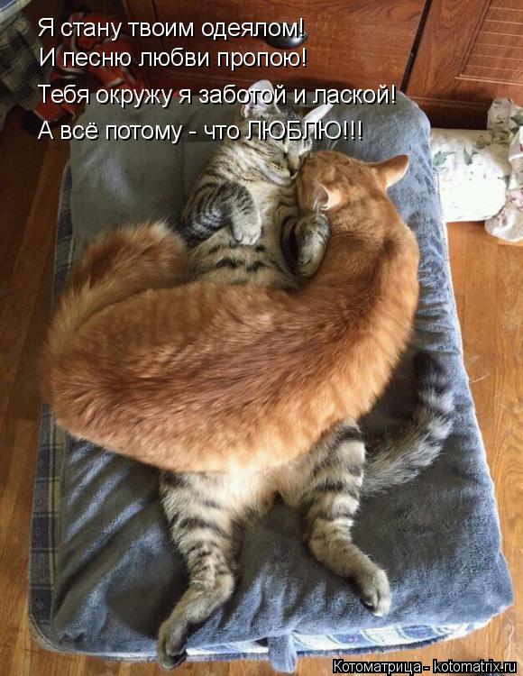 Я стану твоим одеялом! И песню любви пропою! Тебя окружу я заботой и лаской! А всё потому - что ЛЮБЛЮ... Котоматрица: Я стану твоим одеялом! И песню любви пропою! Тебя окружу я заботой и лаской! А всё потому - что ЛЮБЛЮ!!!