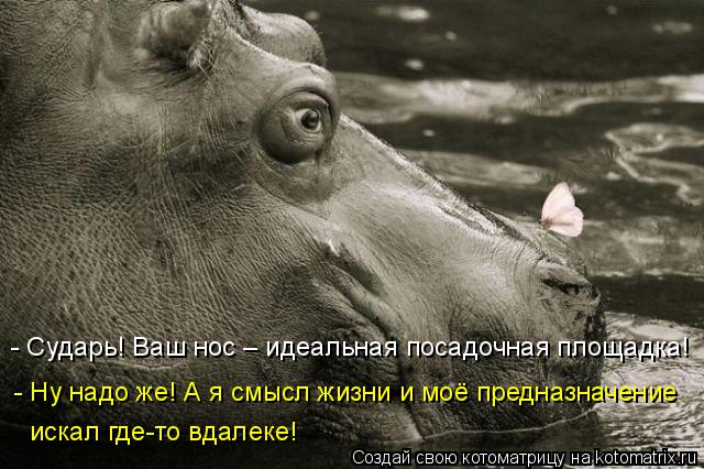 - Сударь! Ваш нос – идеальная посадочная площадка! - Ну надо же! А я смысл жизни и моё предназначение... Котоматрица: - Сударь! Ваш нос – идеальная посадочная площадка! - Ну надо же! А я смысл жизни и моё предназначение искал где-то вдалеке!