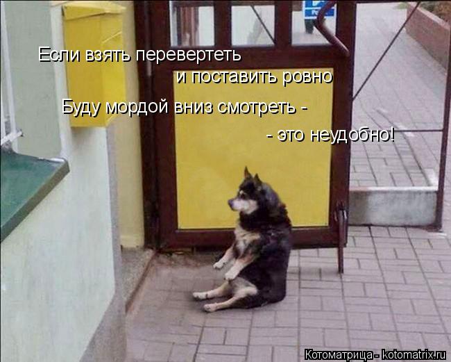 Если взять перевертеть и поставить ровно Буду мордой вниз смотреть - - это неудобно!... Котоматрица: Если взять перевертеть и поставить ровно Буду мордой вниз смотреть - - это неудобно!