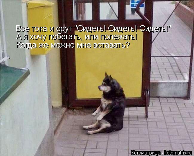 Все тока и орут "Сидеть! Сидеть! Сидеть!" А я хочу побегать, или полежать! Когда же можно мне встават... Котоматрица: Все тока и орут "Сидеть! Сидеть! Сидеть!" А я хочу побегать, или полежать! Когда же можно мне вставать?