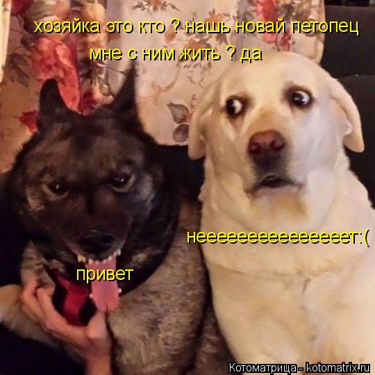 хозяйка это кто ? нашь новай петопец нееееееееееееееет:( мне с ним жить ? да привет... Котоматрица: хозяйка это кто ? нашь новай петопец нееееееееееееееет:( мне с ним жить ? да привет