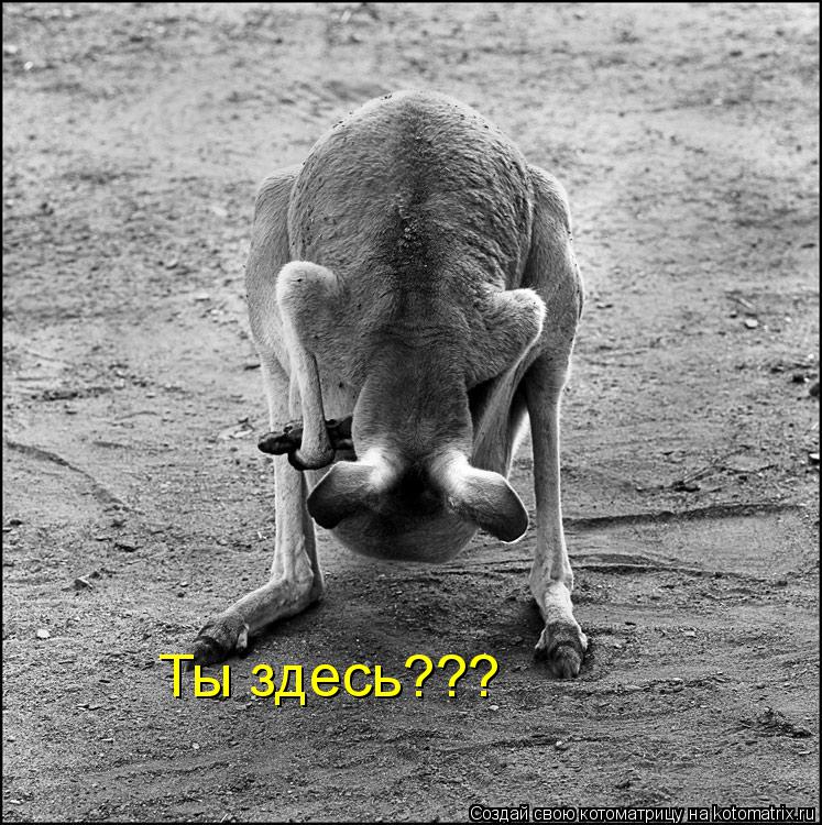 Ты здесь???... Котоматрица: Ты здесь???