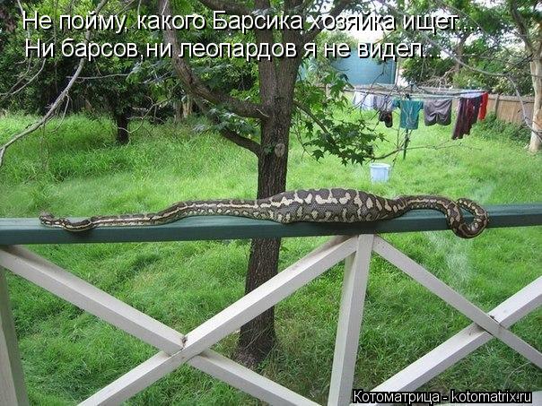 Не пойму, какого Барсика хозяйка ищет.... Ни барсов,ни леопардов я не видел...... Котоматрица: Не пойму, какого Барсика хозяйка ищет.... Ни барсов,ни леопардов я не видел...