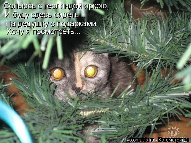 Сольюсь с герляндой яркою, И буду сдесь сидеть... На дедушку с подарками Хочу я посмотреть...... Котоматрица: Сольюсь с герляндой яркою, И буду сдесь сидеть... На дедушку с подарками Хочу я посмотреть...