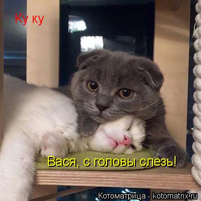 Ку ку Вася, с головы слезь!... Котоматрица: Ку ку Вася, с головы слезь!