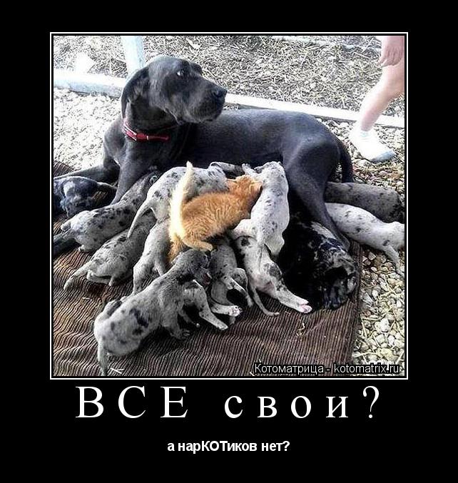ВСЕ свои? а нарКОТиков нет?... Котоматрица: ВСЕ свои? а нарКОТиков нет?