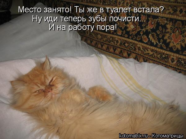 Место занято! Ты же в туалет встала? Ну иди теперь зубы почисти... И на работу пора!... Котоматрица: Место занято! Ты же в туалет встала? Ну иди теперь зубы почисти... И на работу пора!