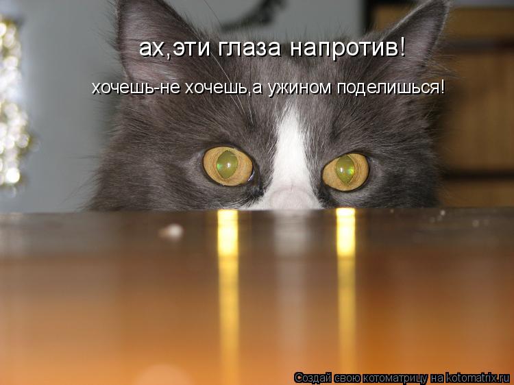 ах,эти глаза напротив! хочешь-не хочешь,а ужином поделишься!... Котоматрица: ах,эти глаза напротив! хочешь-не хочешь,а ужином поделишься!